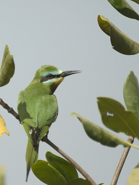 Vihermehiläissyöjä, Blue-cheeked Bee-eater, Merops persicus
